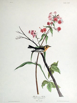 Item #7474 Blackburnian Warbler. From "The Birds of America" (Amsterdam Edition). John...