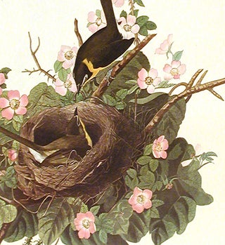 Yellow-breasted Chat. From "The Birds of America" (Amsterdam Edition)