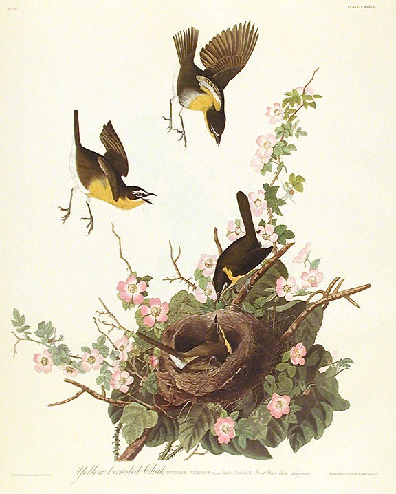 Item #7476 Yellow-breasted Chat. From "The Birds of America" (Amsterdam Edition). John James AUDUBON.