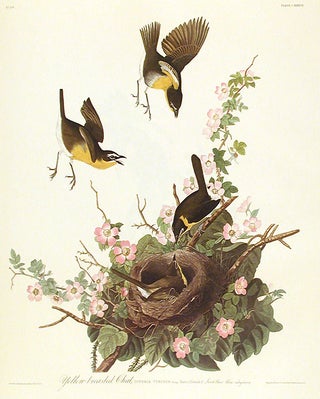Item #7476 Yellow-breasted Chat. From "The Birds of America" (Amsterdam Edition). John James AUDUBON