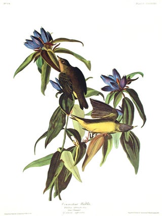 Item #7477 Connecticut Warbler. From "The Birds of America" (Amsterdam Edition). John...