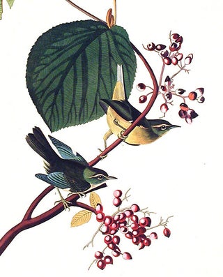 Pine Swamp Warbler. From "The Birds of America" (Amsterdam Edition)