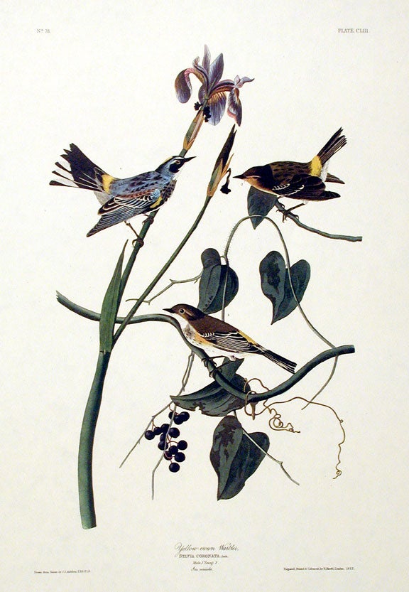 Item #7496 Yellow-crown Warbler. From "The Birds of America" (Amsterdam Edition). John James AUDUBON.