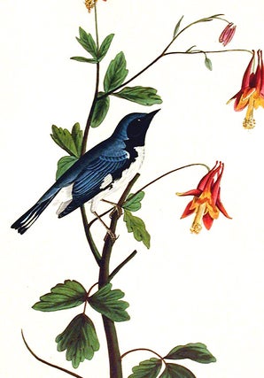 Black-throated Blue Warbler. From "The Birds of America" (Amsterdam Edition)