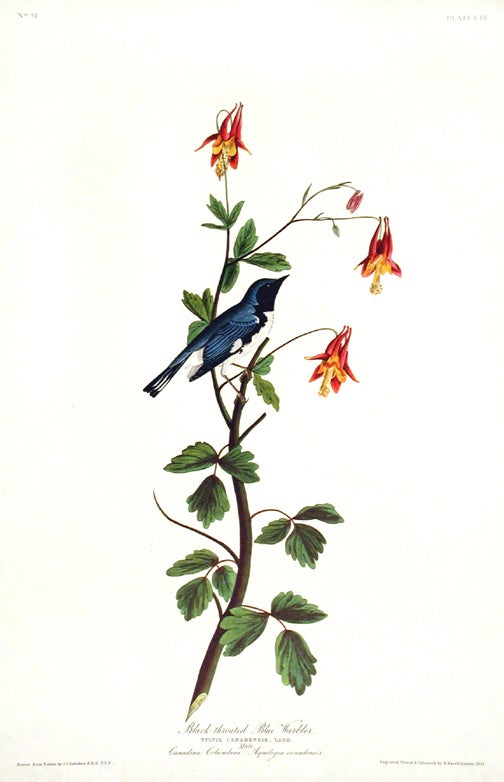 Item #7498 Black-throated Blue Warbler. From "The Birds of America" (Amsterdam Edition). John James AUDUBON.