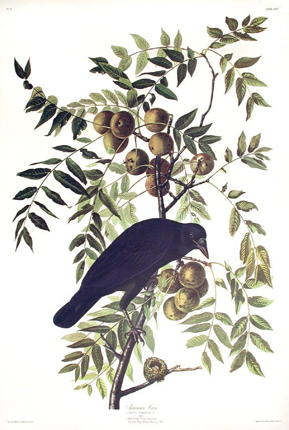 Item #7500 American Crow. From "The Birds of America" (Amsterdam Edition). John James AUDUBON.