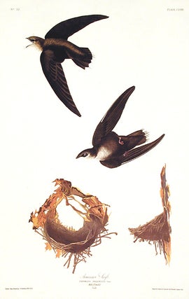Item #7502 American Swift. From "The Birds of America" (Amsterdam Edition). John James AUDUBON