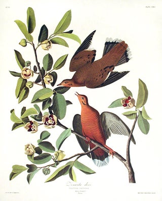 Item #7507 Zenaida Dove. From "The Birds of America" (Amsterdam Edition). John James AUDUBON