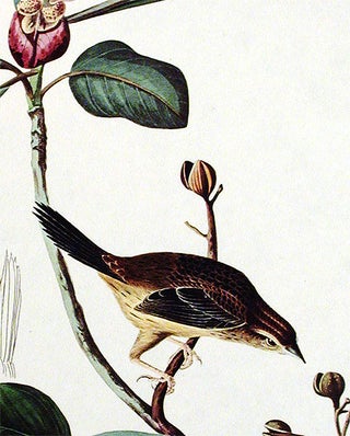 Bachmans Finch. From "The Birds of America" (Amsterdam Edition)