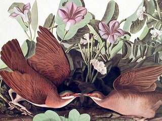 Key West Dove. From "The Birds of America" (Amsterdam Edition)