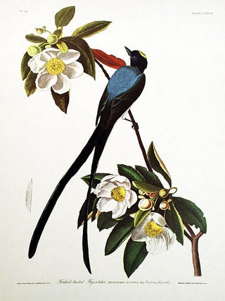 Item #7513 Fork-tailed Flycatcher. From "The Birds of America" (Amsterdam Edition)....
