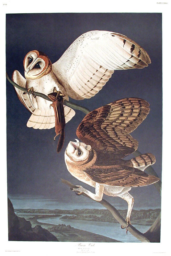 【廃盤品】 Birds Barn owl 親 Barn Owl. From The Birds of America Amsterdam Edition | John James