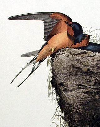 Barn Swallow. From "The Birds of America" (Amsterdam Edition)