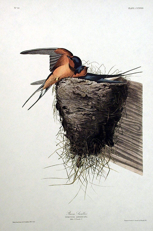Item #7519 Barn Swallow. From "The Birds of America" (Amsterdam Edition). John James AUDUBON.