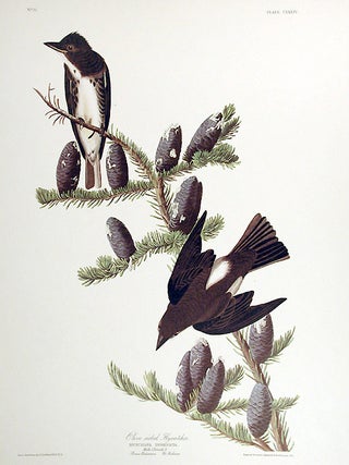 Item #7520 Olive sided Flycatcher. From "The Birds of America" (Amsterdam Edition). John James...