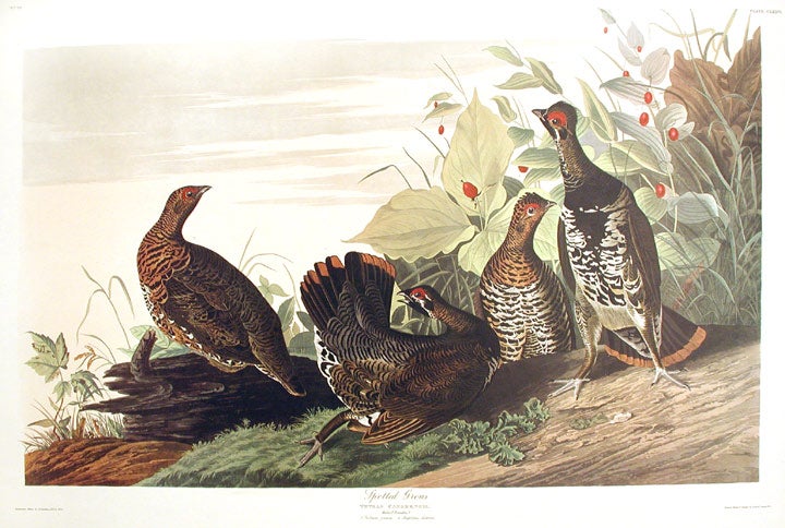 Item #7522 Spotted Grous. From "The Birds of America" (Amsterdam Edition). John James AUDUBON.