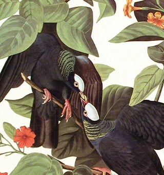White-crowned Pigeon. From "The Birds of America" (Amsterdam Edition)