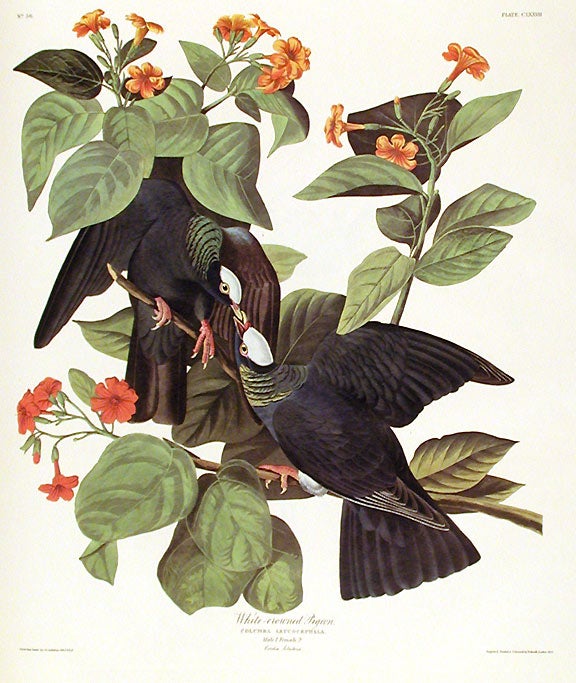 Item #7523 White-crowned Pigeon. From "The Birds of America" (Amsterdam Edition). John James AUDUBON.