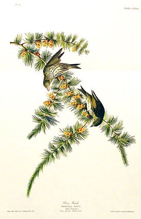 Item #7527 Pine Finch. From "The Birds of America" (Amsterdam Edition). John James AUDUBON