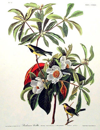 Item #7532 Bachman’s Warbler. From "The Birds of America" (Amsterdam Edition). John James AUDUBON