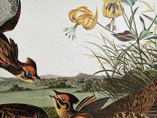 Pinnated Grouse. From "The Birds of America" (Amsterdam Edition)