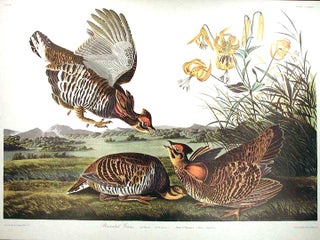 Item #7533 Pinnated Grouse. From "The Birds of America" (Amsterdam Edition). John James AUDUBON