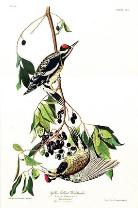 Item #7539 Yellow-bellied Woodpecker. From "The Birds of America" (Amsterdam Edition). John James...