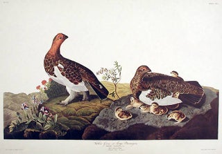 Item #7541 Willow Grous or Large Ptarmigan. From "The Birds of America" (Amsterdam Edition). John...