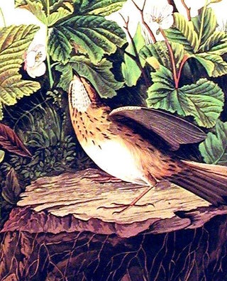 Lincoln Finch. From "The Birds of America" (Amsterdam Edition)