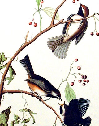 Canadian Titmouse. From "The Birds of America" (Amsterdam Edition)