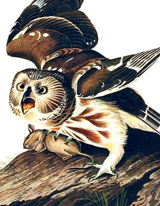 Little Owl. From "The Birds of America" (Amsterdam Edition)