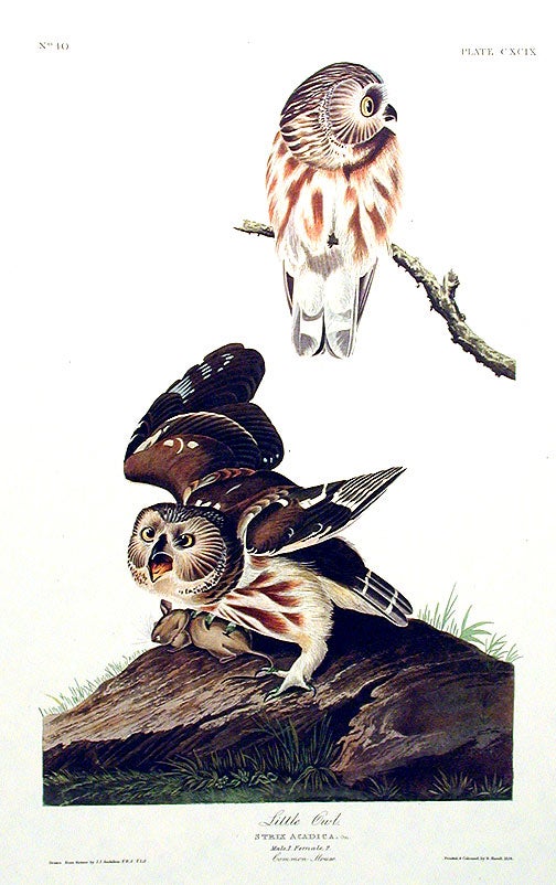 Item #7550 Little Owl. From "The Birds of America" (Amsterdam Edition). John James AUDUBON.