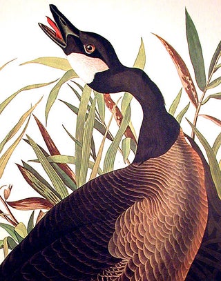 Canada Goose. From "The Birds of America" (Amsterdam Edition)