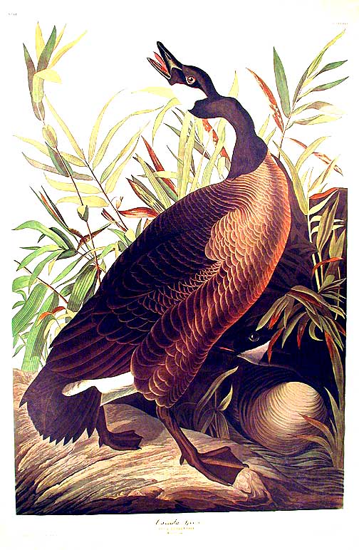 Item #7552 Canada Goose. From "The Birds of America" (Amsterdam Edition). John James AUDUBON.