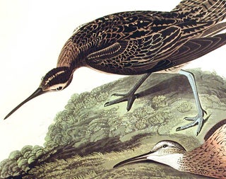 Esquimaux Curlew. From "The Birds of America" (Amsterdam Edition)