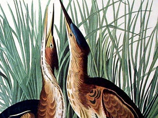 Least Bittern. From "The Birds of America" (Amsterdam Edition)