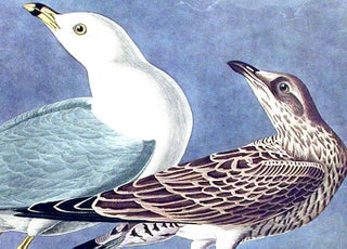 Common Gull. From "The Birds of America" (Amsterdam Edition)