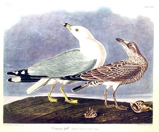 Item #7564 Common Gull. From "The Birds of America" (Amsterdam Edition). John James AUDUBON