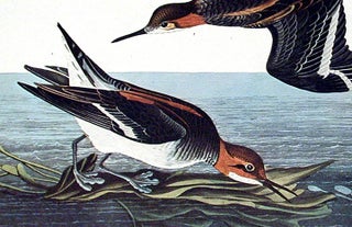 Hyperborean Phalarope. From "The Birds of America" (Amsterdam Edition)