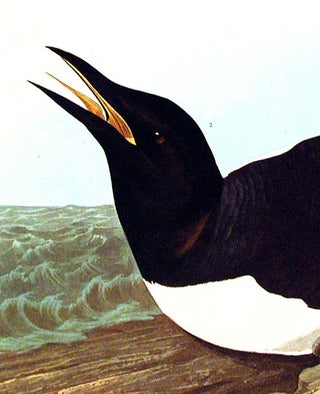 Foolish Guillemot. From "The Birds of America" (Amsterdam Edition)