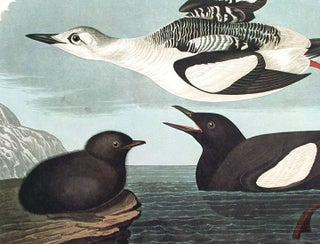 Black Guillemot. From "The Birds of America" (Amsterdam Edition)