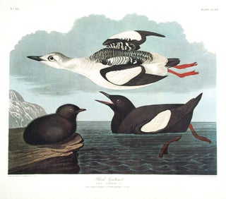 Item #7571 Black Guillemot. From "The Birds of America" (Amsterdam Edition). John James AUDUBON