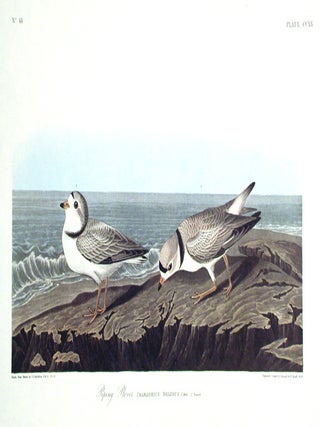 Item #7574 Piping Plover. From "The Birds of America" (Amsterdam Edition). John James...