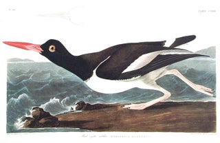 Item #7580 Pied oyster-catcher. From "The Birds of America" (Amsterdam Edition). John James AUDUBON