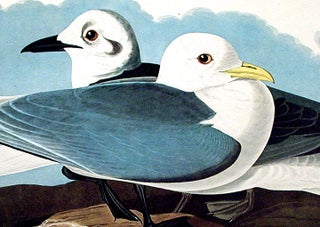 Kittiwake Gull. From "The Birds of America" (Amsterdam Edition)