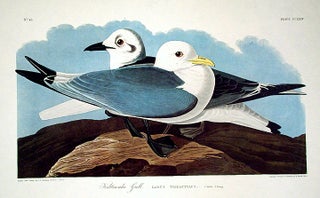Item #7583 Kittiwake Gull. From "The Birds of America" (Amsterdam Edition). John James AUDUBON
