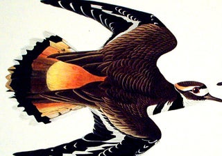 Kildeer Plover. From "The Birds of America" (Amsterdam Edition)