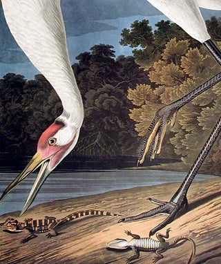 Hooping Crane. From "The Birds of America" (Amsterdam Edition)