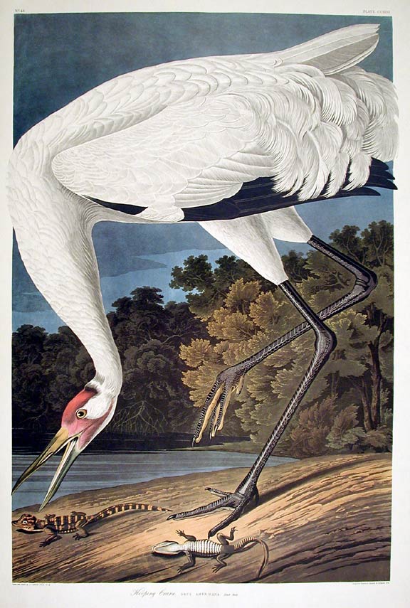 Item #7585 Hooping Crane. From "The Birds of America" (Amsterdam Edition). John James AUDUBON.