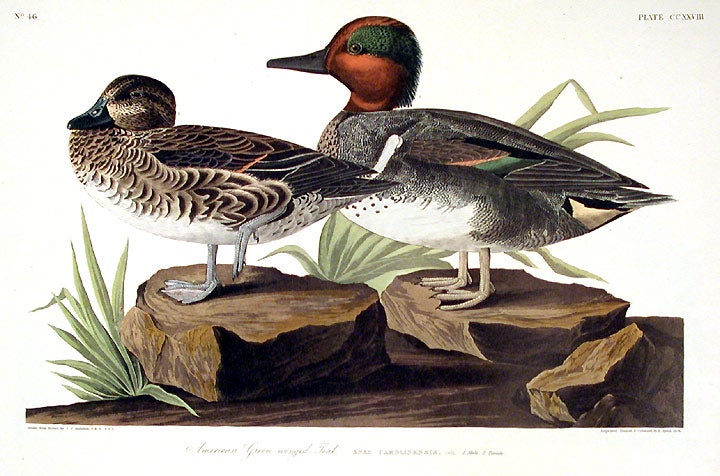 Item #7588 American Green Winged Teal. From "The Birds of America" (Amsterdam Edition). John James AUDUBON.